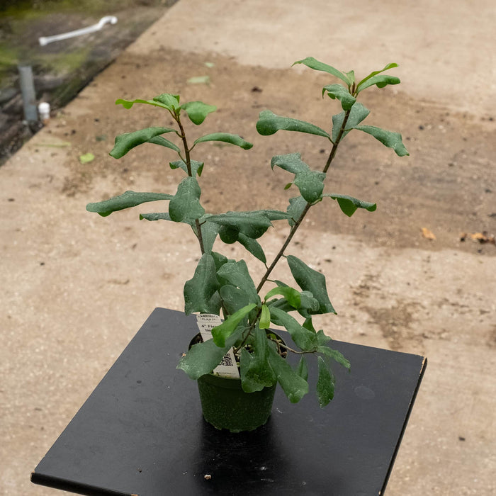 Gabriella Plants Ficus 4" Ficus lingua