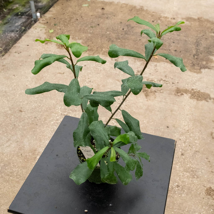 Gabriella Plants Ficus 4" Ficus lingua
