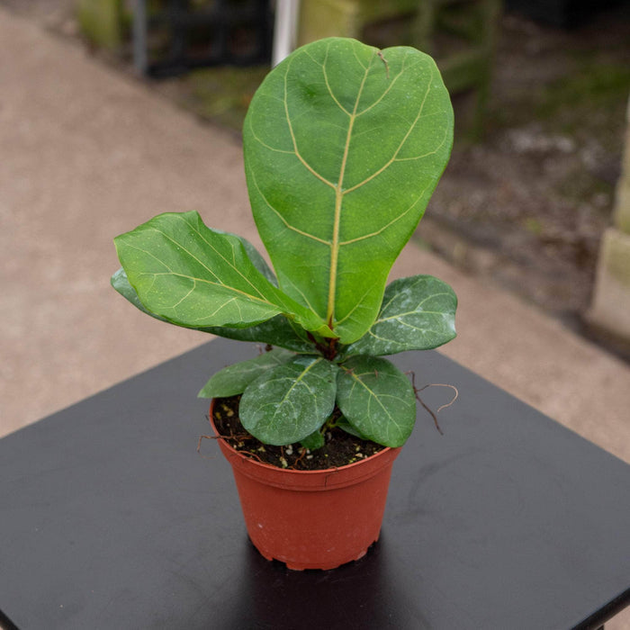 Gabriella Plants Ficus 4" Ficus lyrata 'Bambino' "Dwarf Fiddle Leaf"