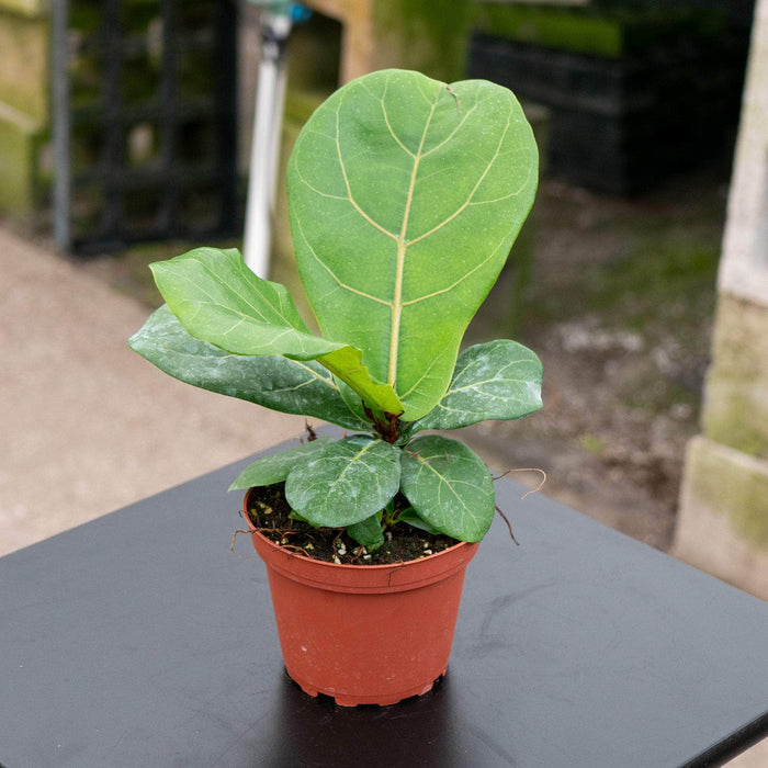 Gabriella Plants Ficus 4" Ficus lyrata 'Bambino' "Dwarf Fiddle Leaf"