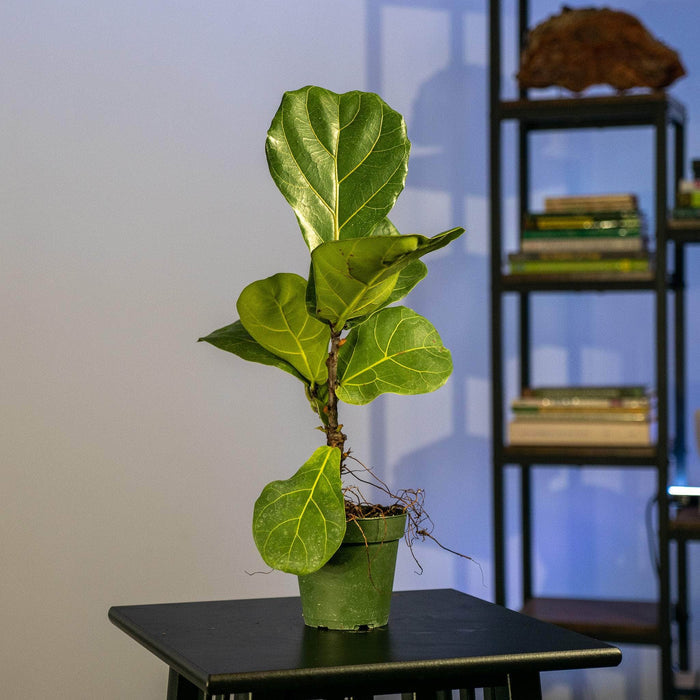 Gabriella Plants Ficus 4" Ficus lyrata "Fiddle Leaf Fig"