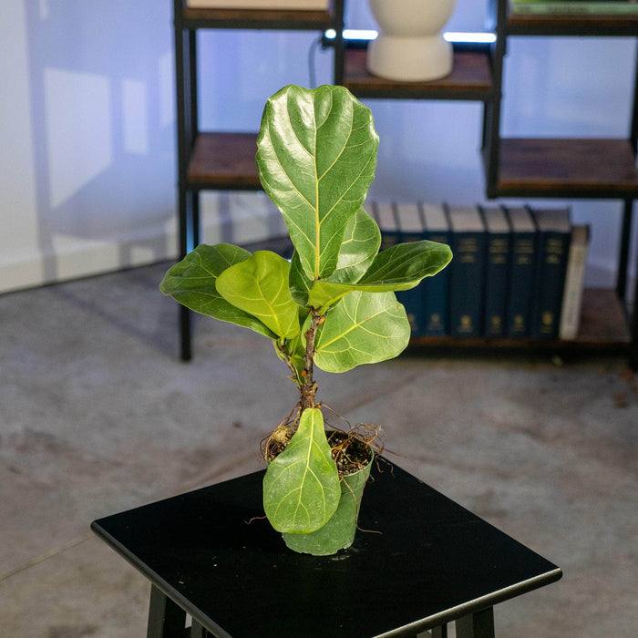 Gabriella Plants Ficus 4" Ficus lyrata "Fiddle Leaf Fig"
