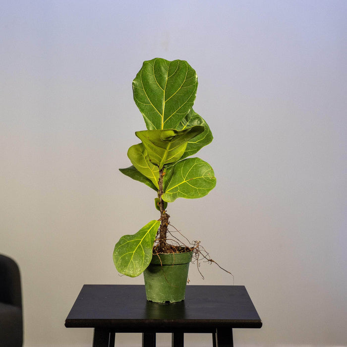 Gabriella Plants Ficus 4" Ficus lyrata "Fiddle Leaf Fig"