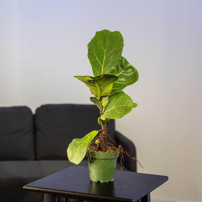 Gabriella Plants Ficus 4" Ficus lyrata "Fiddle Leaf Fig"