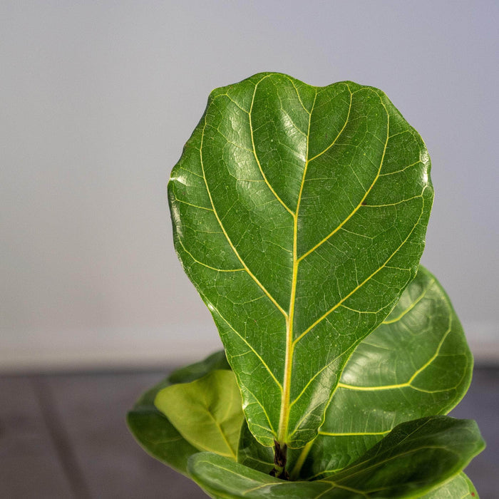 Gabriella Plants Ficus 4" Ficus lyrata "Fiddle Leaf Fig"