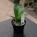 Gabriella Plants Ficus 4" Ficus lyrata 'Little Sunshine'