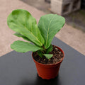 Gabriella Plants Indoor & Outdoor Plants 4" Ficus lyrata 'Suncoast'