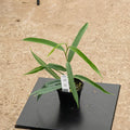 Gabriella Plants Ficus 4" Ficus maclellandii 'Alii'