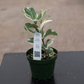 Gabriella Plants Ficus 4" Ficus natalensis subsp. leprieurii 'Variegata' (Triangularis Variegata)