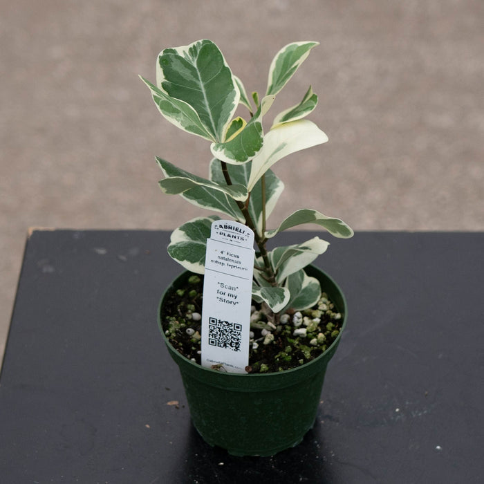 Gabriella Plants Ficus 4" Ficus natalensis subsp. leprieurii 'Variegata' (Triangularis Variegata)
