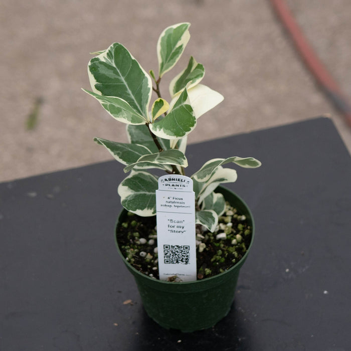 Gabriella Plants Ficus 4" Ficus natalensis subsp. leprieurii 'Variegata' (Triangularis Variegata)