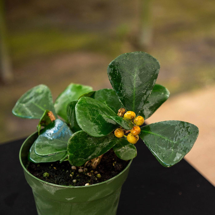 Gabriella Plants Ficus 4" Ficus triangularis