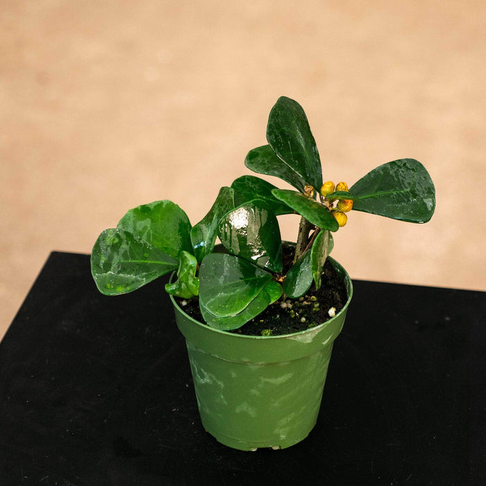 Gabriella Plants Ficus 4" Ficus triangularis