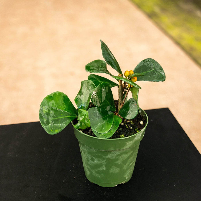 Gabriella Plants Ficus 4" Ficus triangularis