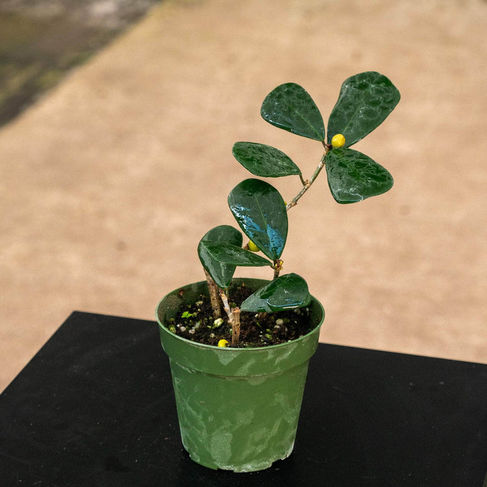 Gabriella Plants Ficus 4" Ficus triangularis
