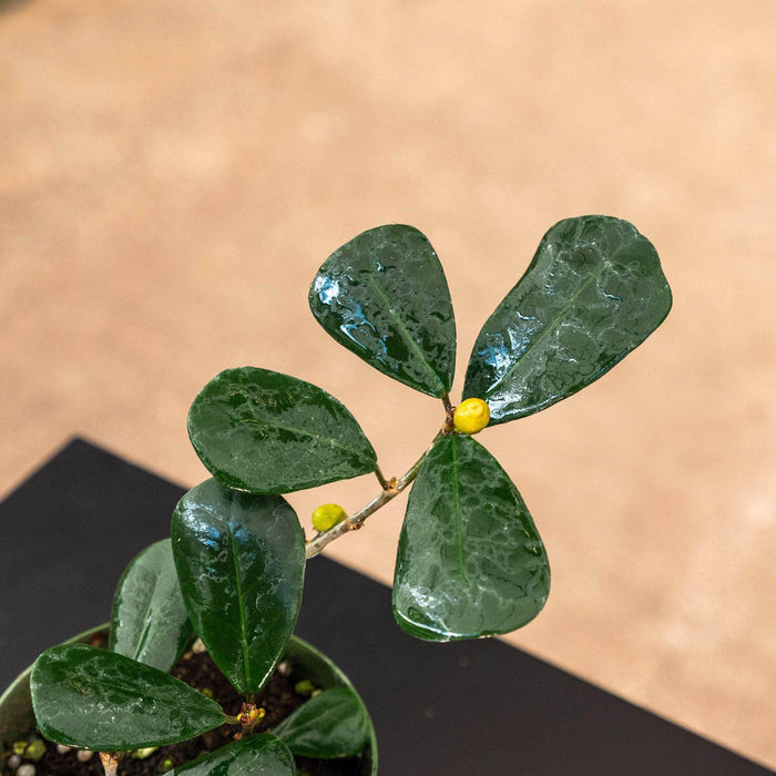 Gabriella Plants Ficus 4" Ficus triangularis