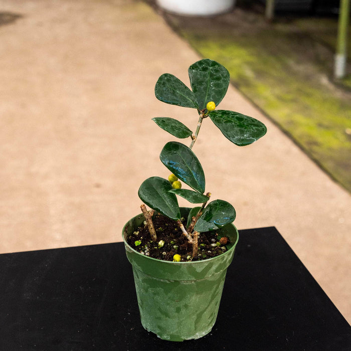 Gabriella Plants Ficus 4" Ficus triangularis