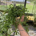 Gabriella Plants Ficus 4" Ficus pumila 'Curly'