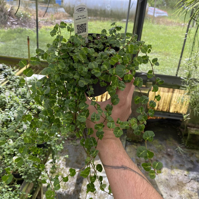 Gabriella Plants Ficus 4" Ficus pumila 'Curly'