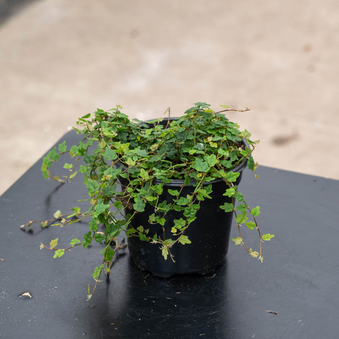 Gabriella Plants Ficus 4" Ficus pumila 'Quercifolia' "Oak Leaf"
