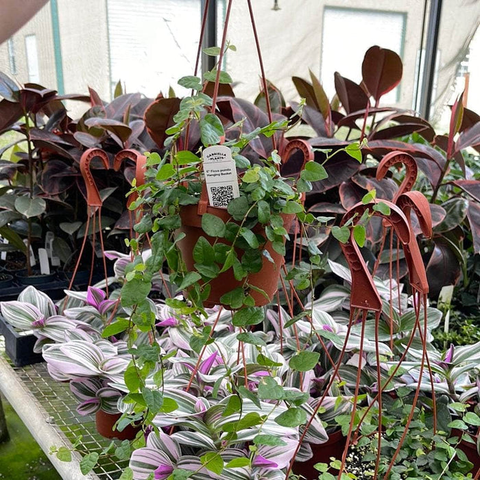 Gabriella Plants Ficus 5” Hanging Basket Ficus pumila