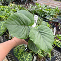 Gabriella Plants Ficus 4" Ficus umbellata