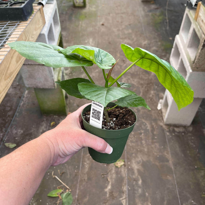 Gabriella Plants Ficus 4" Ficus umbellata