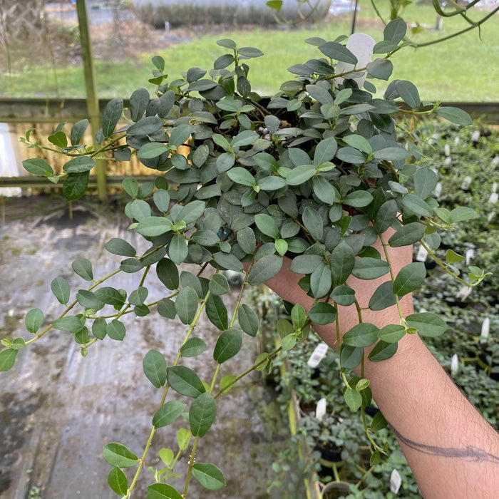 Gabriella Plants Ficus 4" Ficus vaccinioides