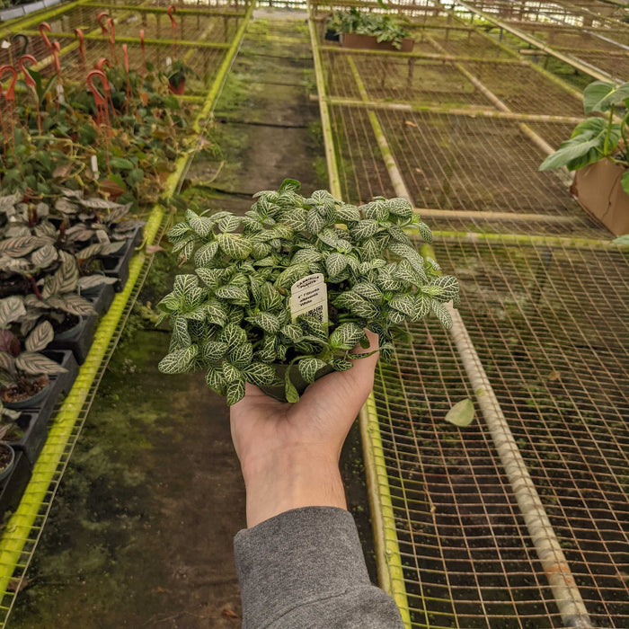 Gabriella Plants Other 4" Fittonia albivenis White