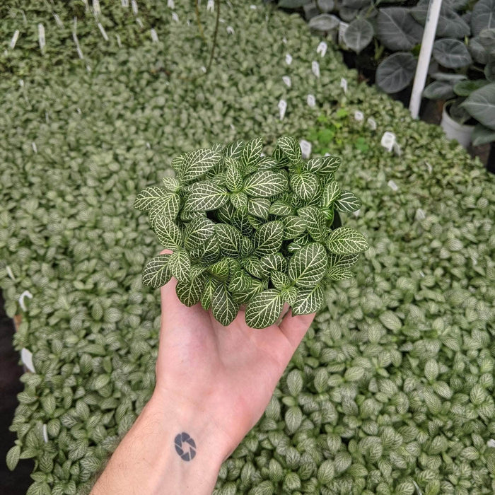 Gabriella Plants Other 4" Fittonia albivenis White