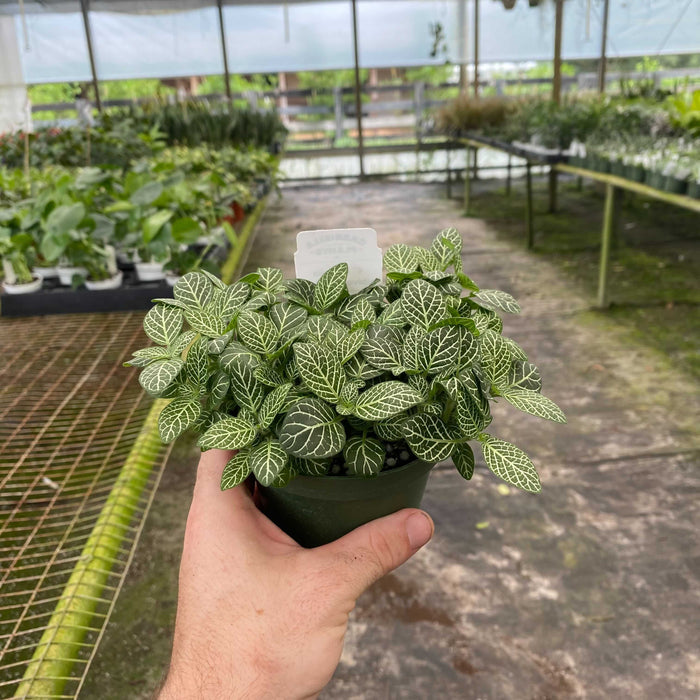 Gabriella Plants Other 4" Fittonia albivenis White