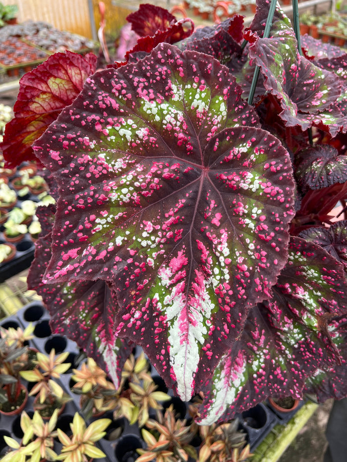 Gabriella Plants Begonia 4" Begonia rex 'Harmony's Comet'