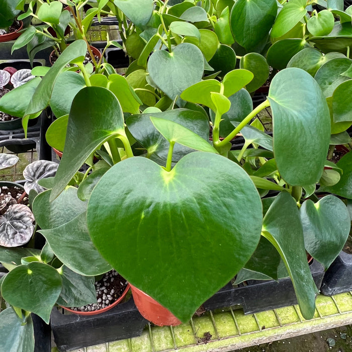 Gabriella Plants Peperomia 4" Peperomia arifolia
