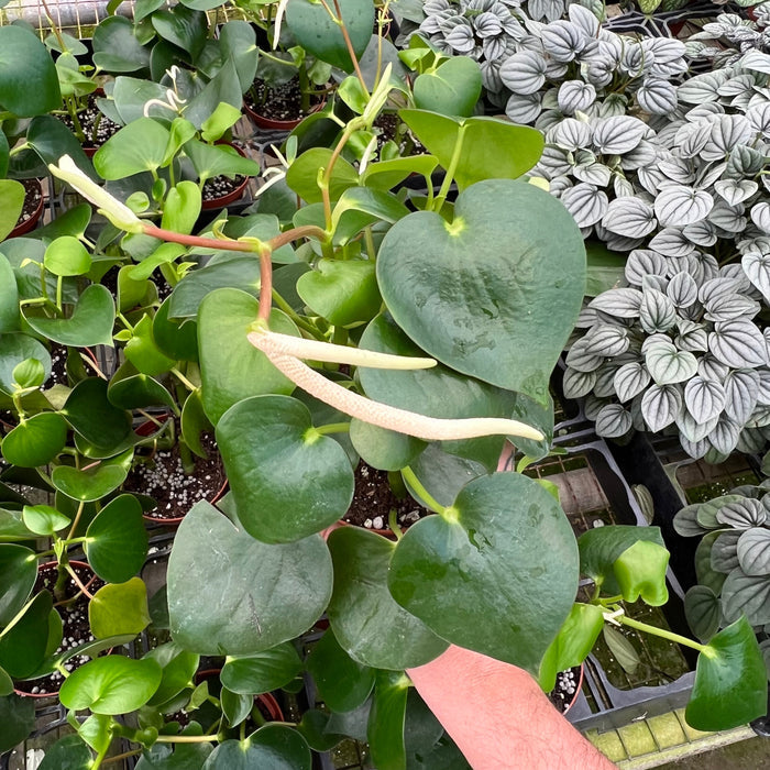 Gabriella Plants Peperomia 4" Peperomia arifolia