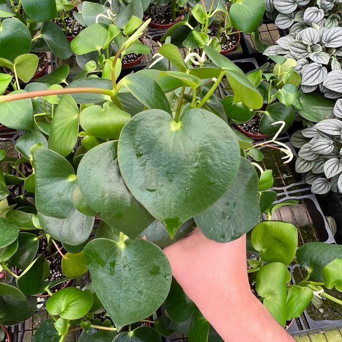 Gabriella Plants Peperomia 4" Peperomia arifolia