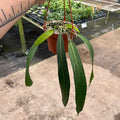 Gabriella Plants Anthurium 5" Hanging Basket Anthurium vittarifolium