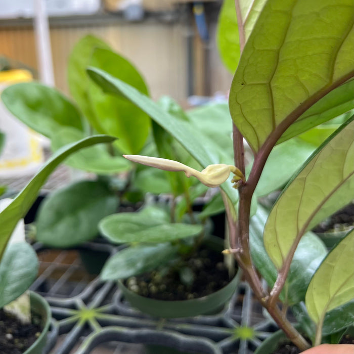 Gabriella Plants Other 4" Aristolochia philippinensis