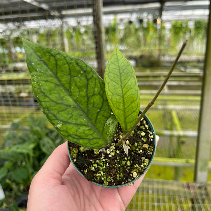Gabriella Plants Hoya 3" Hoya ‘Irina’