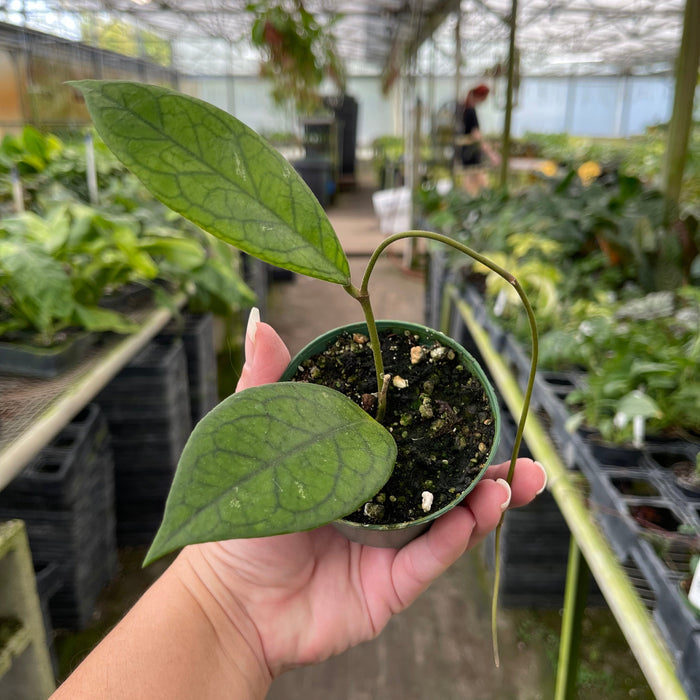 Gabriella Plants Hoya 3" Hoya ‘Irina’