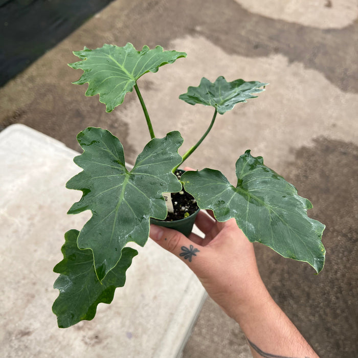 Gabriella Plants Philodendron Philodendron bipinnatifidum 'Shangri-La'