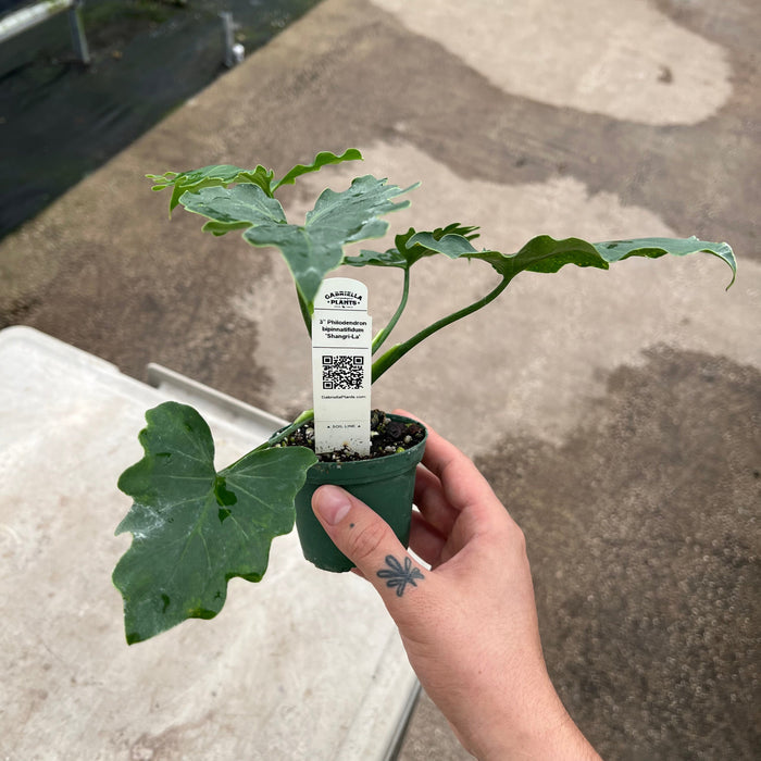 Gabriella Plants Philodendron Philodendron bipinnatifidum 'Shangri-La'