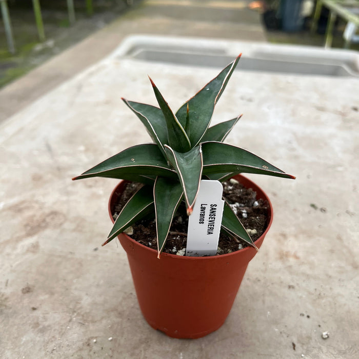 Gabriella Plants Sansevieria 4" Sansevieria lavranos