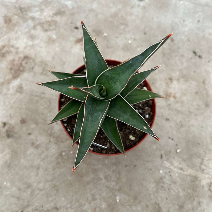 Gabriella Plants Sansevieria 4" Sansevieria lavranos