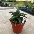 Gabriella Plants Sansevieria 4" Sansevieria lavranos
