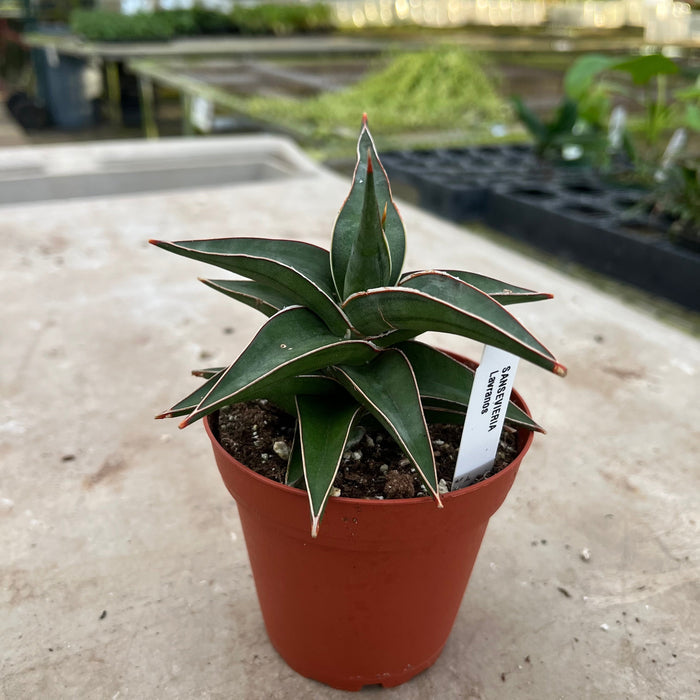 Gabriella Plants Sansevieria 4" Sansevieria lavranos