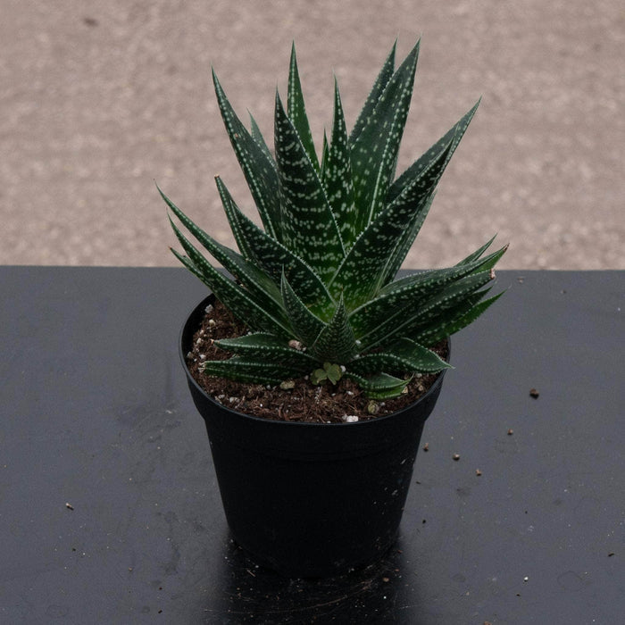 Gabriella Plants Succulent/Cactus 4" Gasteria 'Kyaka'