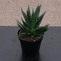 Gabriella Plants Succulent/Cactus 4" Gasteria 'Kyaka'