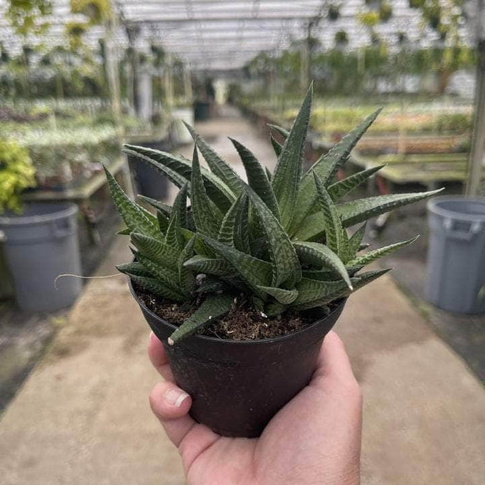 Gabriella Plants Succulent/Cactus 4" Gasteria 'Kyaka'