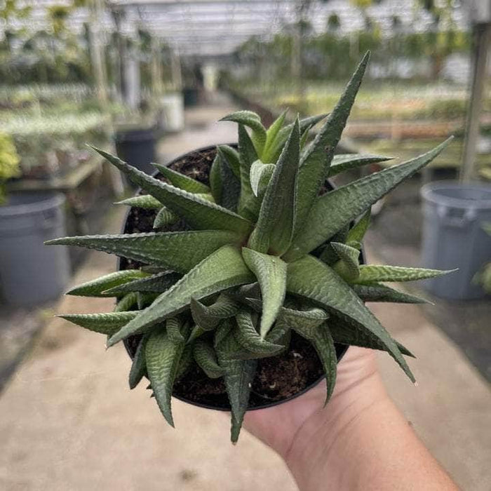Gabriella Plants Succulent/Cactus 4" Gasteria 'Kyaka'