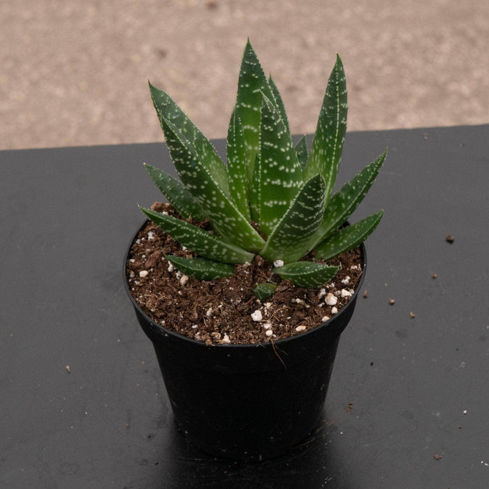 Gabriella Plants Succulent/Cactus 4" Gasteria 'Royal Wolfgang'